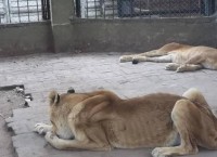 Some aspects of the situation with Gyumri Zoo (Armenian)